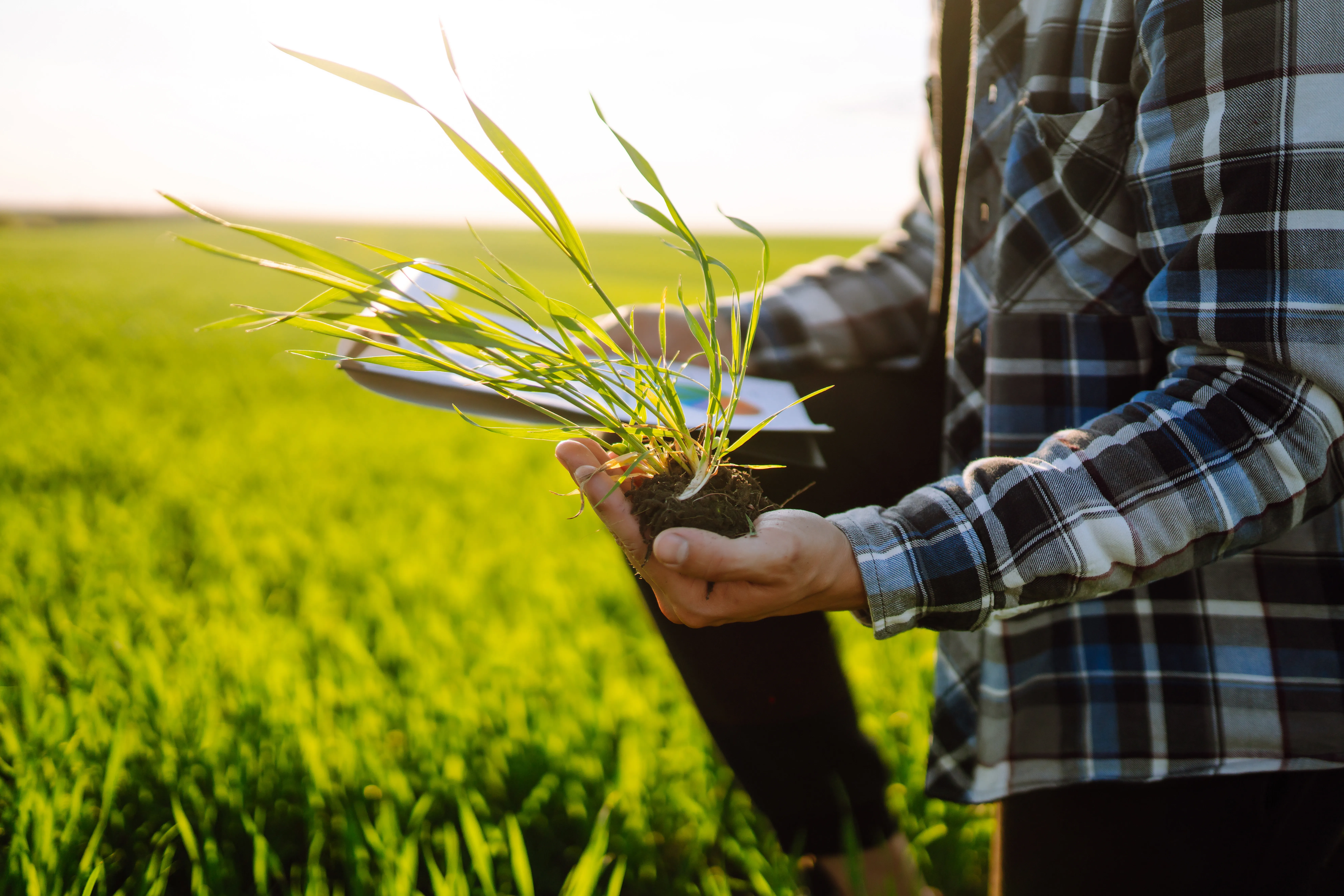 Gestão Agro 2.0: como otimizar a comercialização da safra com IA sem perder o faro do produtor